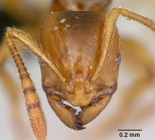 Syllophopsis fisheri specimen CASENT0491610 image casent0491610_2