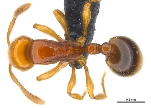 Syllophopsis gongromos specimen CASENT0070738 image casent0070738_1