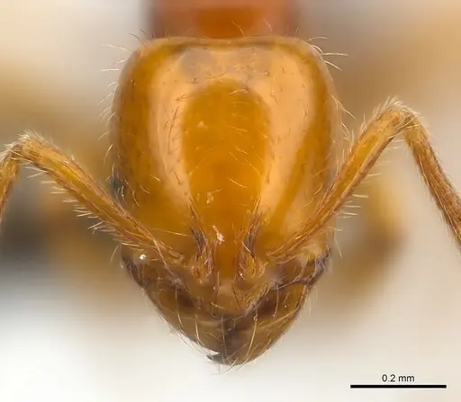 Syllophopsis gongromos specimen CASENT0070738 image casent0070738_2