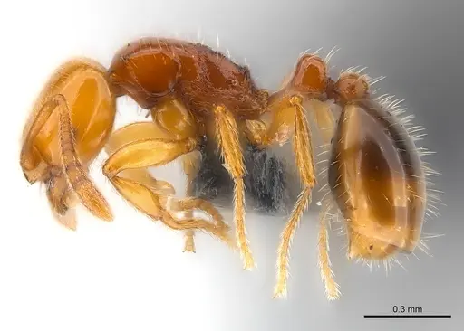 Syllophopsis gongromos specimen CASENT0070738 image casent0070738_3
