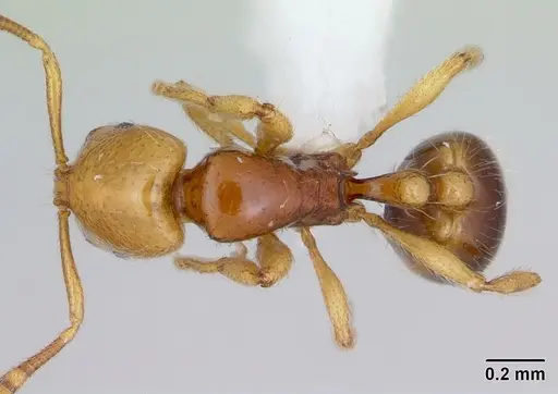 Syllophopsis gongromos specimen CASENT0173590 image casent0173590_1