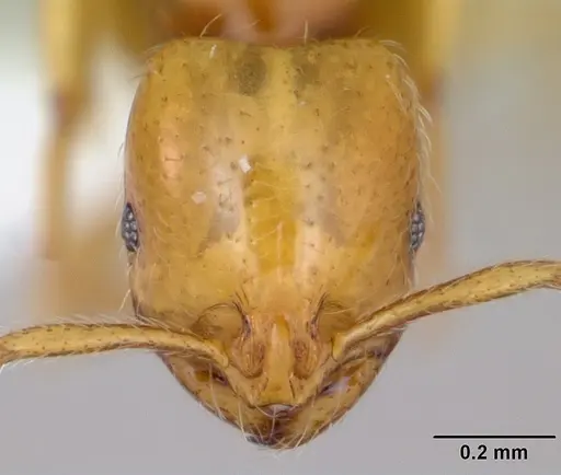 Syllophopsis gongromos specimen CASENT0173590 image casent0173590_2