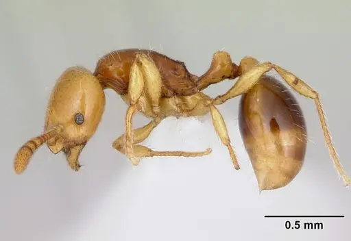 Syllophopsis gongromos specimen CASENT0173590 image casent0173590_3