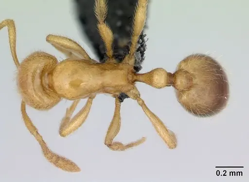 Syllophopsis hildebrandti specimen CASENT0023410 image casent0023410_1