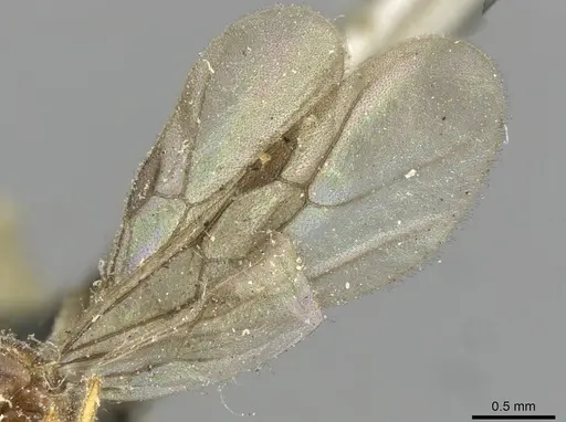 Syllophopsis hildebrandti specimen CASENT0101643 image casent0101643_3