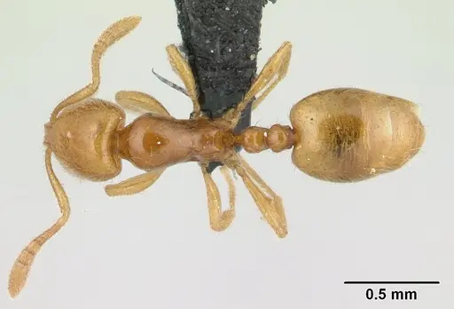 Syllophopsis hildebrandti specimen CASENT0133579 image casent0133579_1