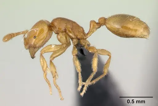 Syllophopsis hildebrandti specimen CASENT0133579 image casent0133579_3