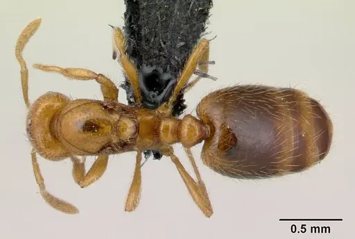 Syllophopsis hildebrandti specimen CASENT0133645 image casent0133645_1