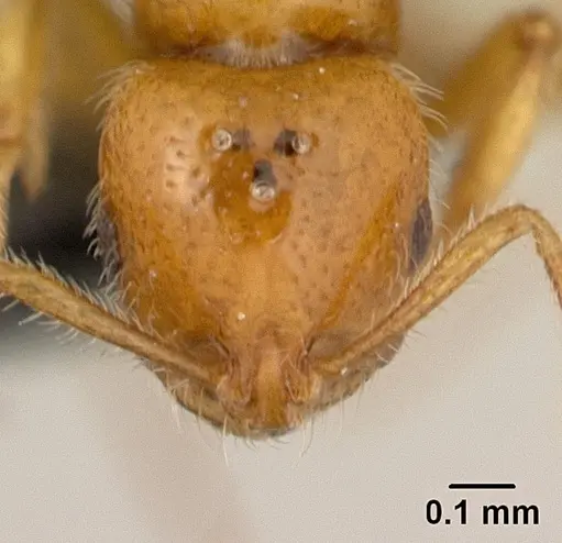 Syllophopsis hildebrandti specimen CASENT0133645 image casent0133645_2