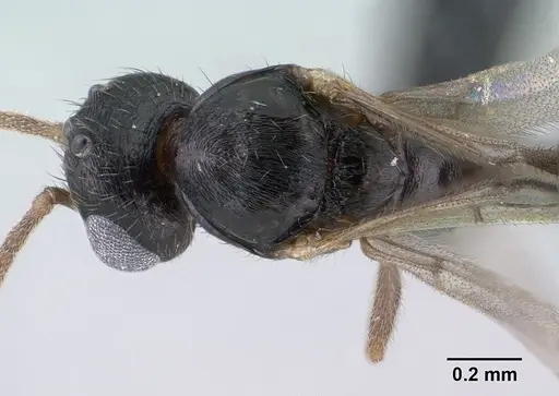 Syllophopsis hildebrandti specimen CASENT0134589 image casent0134589_2