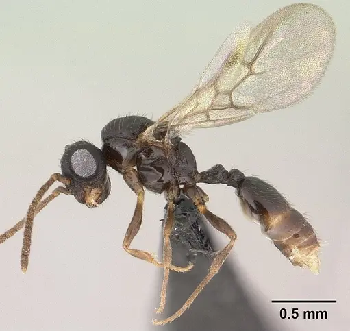 Syllophopsis hildebrandti specimen CASENT0134589 image casent0134589_4