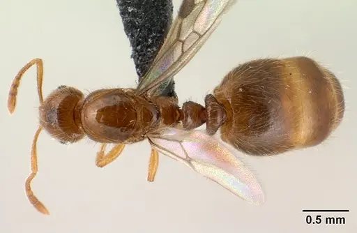 Syllophopsis hildebrandti specimen CASENT0135746 image casent0135746_1
