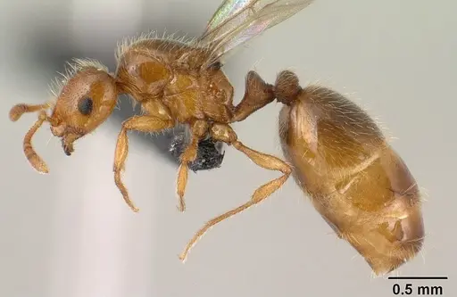 Syllophopsis hildebrandti specimen CASENT0135746 image casent0135746_3