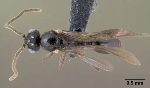 Syllophopsis hildebrandti specimen CASENT0143677 image casent0143677_1