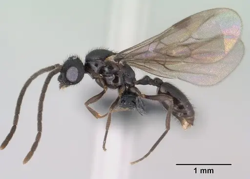 Syllophopsis hildebrandti specimen CASENT0143677 image casent0143677_4