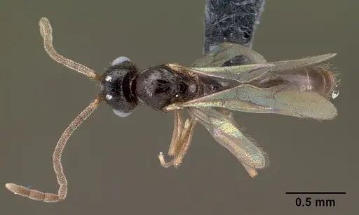 Syllophopsis hildebrandti specimen CASENT0143763 image casent0143763_1