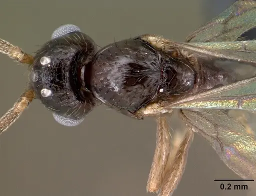 Syllophopsis hildebrandti specimen CASENT0143763 image casent0143763_2