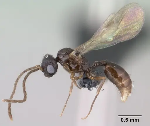 Syllophopsis hildebrandti specimen CASENT0143763 image casent0143763_4