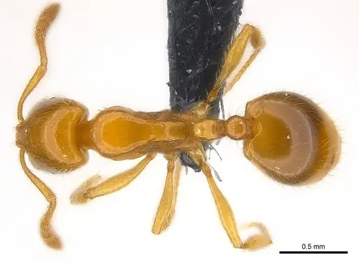 Syllophopsis hildebrandti specimen CASENT0148988 image casent0148988_1