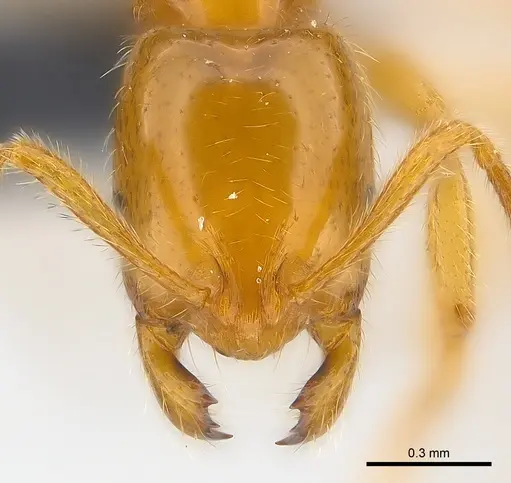 Syllophopsis hildebrandti specimen CASENT0148988 image casent0148988_2