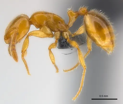 Syllophopsis hildebrandti specimen CASENT0148988 image casent0148988_3