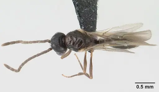 Syllophopsis hildebrandti specimen CASENT0192681 image casent0192681_1