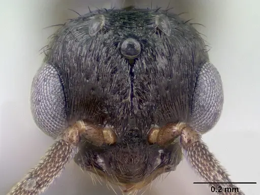 Syllophopsis hildebrandti specimen CASENT0192681 image casent0192681_3