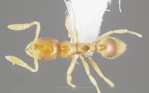 Syllophopsis hildebrandti specimen CASENT0408753 image casent0408753_1