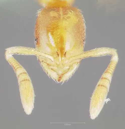 Syllophopsis hildebrandti specimen CASENT0408753 image casent0408753_2