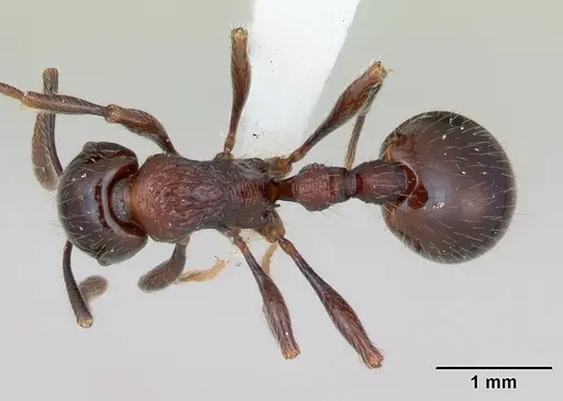 Syllophopsis infusca specimen CASENT0010867 image casent0010867_1