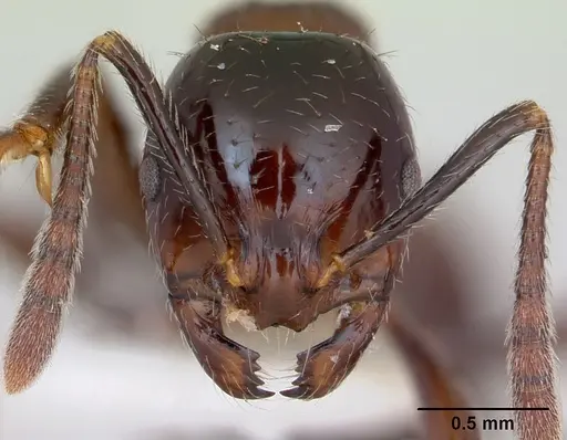 Syllophopsis infusca specimen CASENT0010867 image casent0010867_2