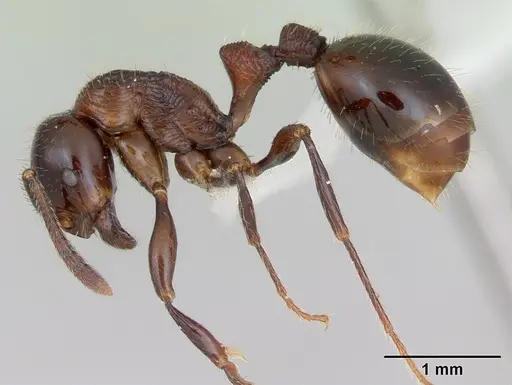 Syllophopsis infusca specimen CASENT0010867 image casent0010867_3