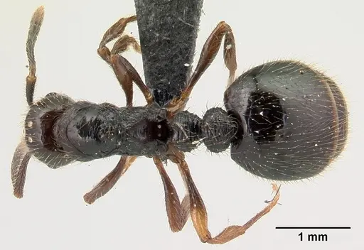 Syllophopsis infusca specimen CASENT0068856 image casent0068856_1