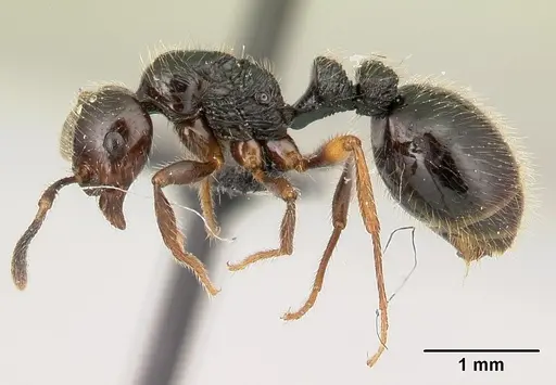 Syllophopsis infusca specimen CASENT0068856 image casent0068856_3