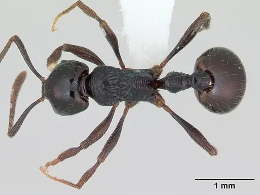 Syllophopsis infusca specimen CASENT0173591 image casent0173591_1