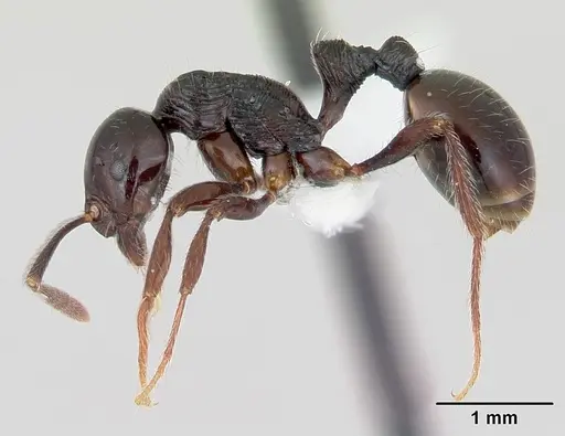 Syllophopsis infusca specimen CASENT0173591 image casent0173591_3