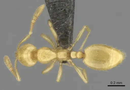 Syllophopsis jonesi specimen CASENT0256599 image casent0256599_1