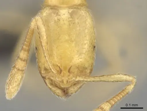 Syllophopsis jonesi specimen CASENT0256599 image casent0256599_2