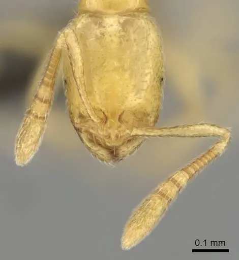 Syllophopsis jonesi specimen CASENT0256599 image casent0256599_3