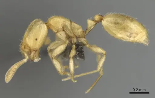 Syllophopsis jonesi specimen CASENT0256599 image casent0256599_4