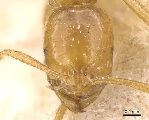 Syllophopsis jonesi specimen CASENT0913810 image casent0913810_2