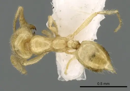 Syllophopsis kondratieffi specimen CASENT0249587 image casent0249587_1