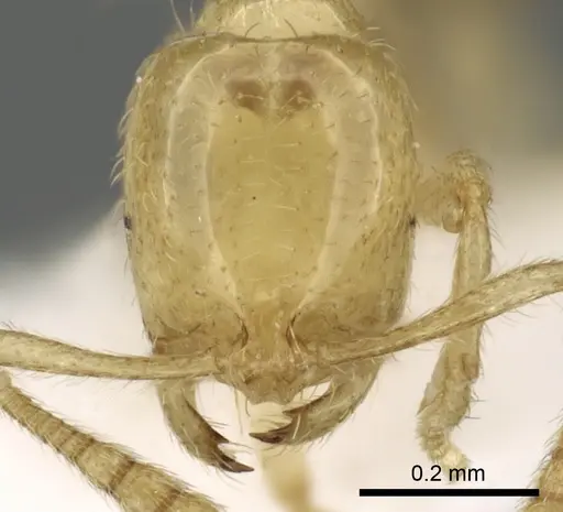 Syllophopsis kondratieffi specimen CASENT0249587 image casent0249587_2