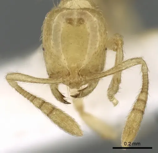 Syllophopsis kondratieffi specimen CASENT0249587 image casent0249587_3