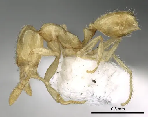 Syllophopsis kondratieffi specimen CASENT0249587 image casent0249587_4