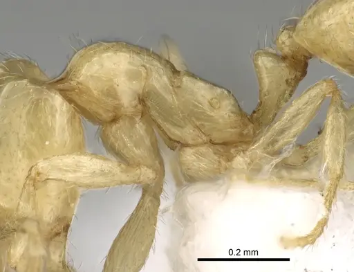 Syllophopsis kondratieffi specimen CASENT0249587 image casent0249587_5