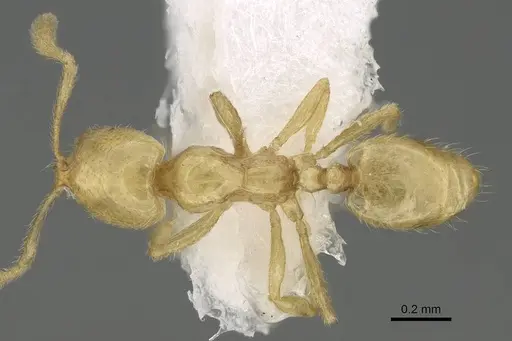 Syllophopsis kondratieffi specimen CASENT0919812 image casent0919812_1