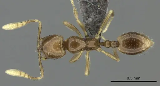Syllophopsis malamixta specimen CASENT0235530 image casent0235530_1