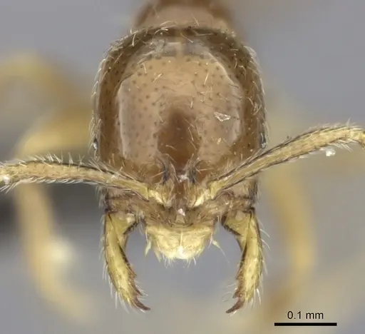 Syllophopsis malamixta specimen CASENT0235530 image casent0235530_2