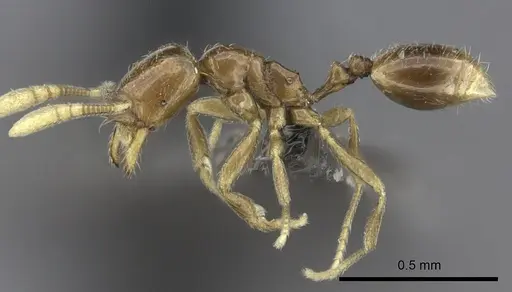Syllophopsis malamixta specimen CASENT0235530 image casent0235530_3